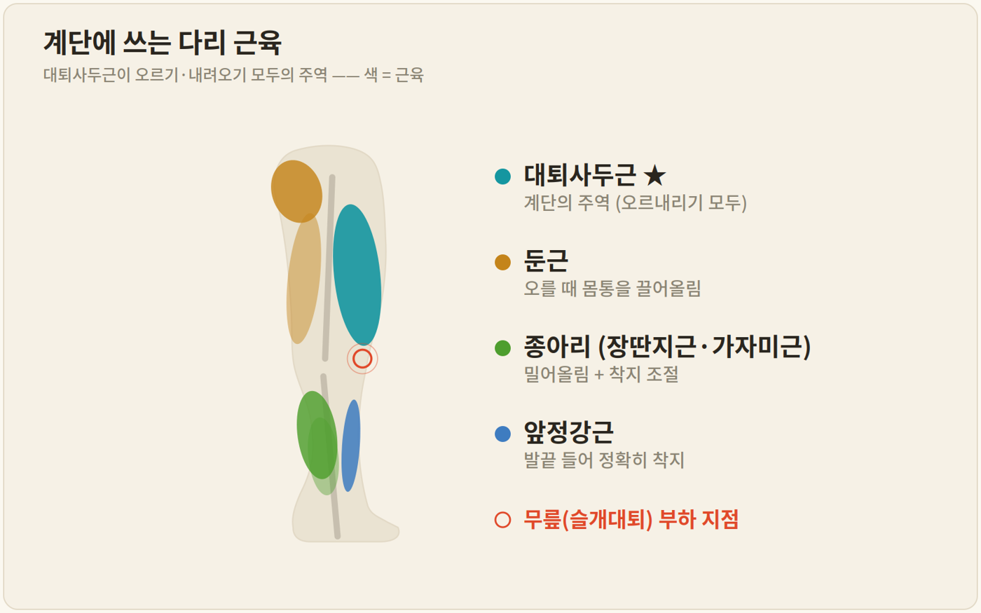 계단에 쓰는 다리 근육